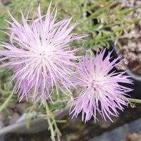 Centaurea bagadensis